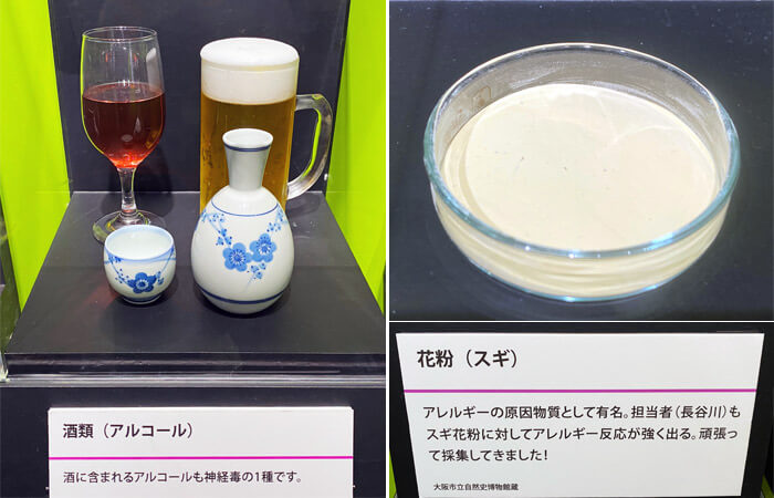 特別展「毒」 in 大阪市立自然史博物館の展示品：酒類（アルコール）とスギ（花粉）