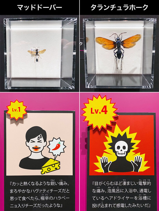 特別展「毒」 in 大阪市立自然史博物館の展示品：シュミット指数